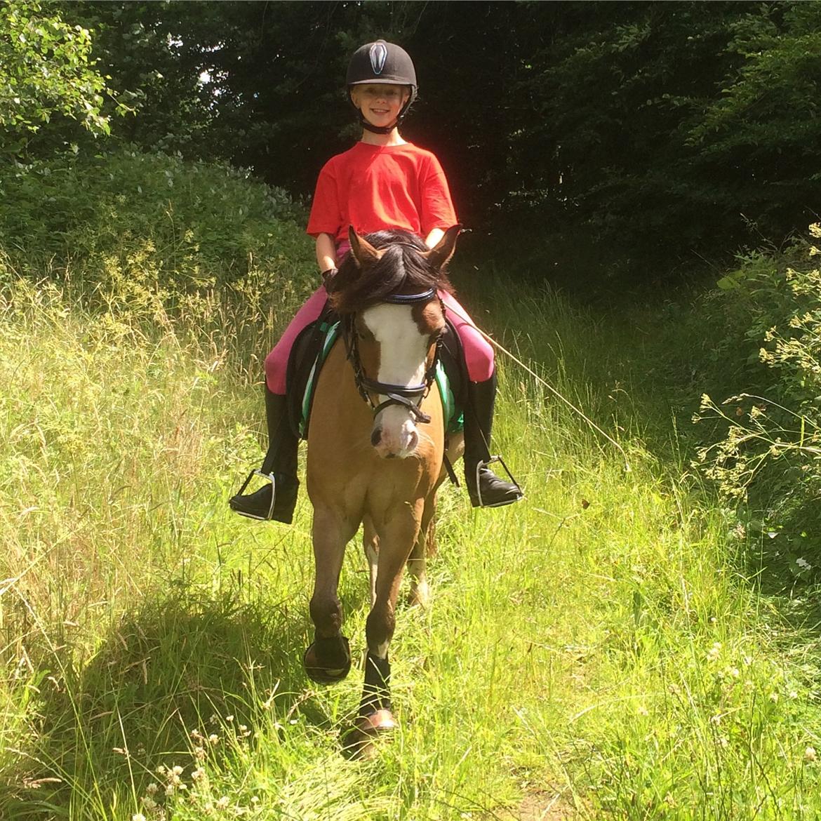 Welsh Pony (sec B) Kongsgodsgaards Avatar - I skoven 2016 billede 17