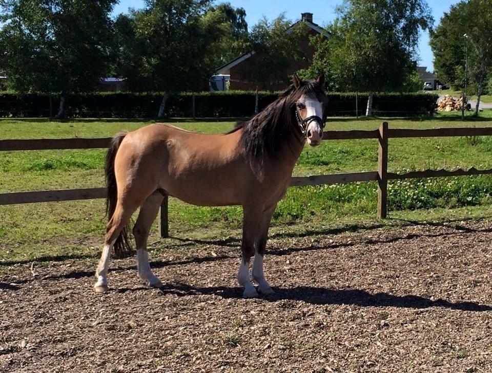 Welsh Pony (sec B) Kongsgodsgaards Avatar - Sommeren 2015 billede 5