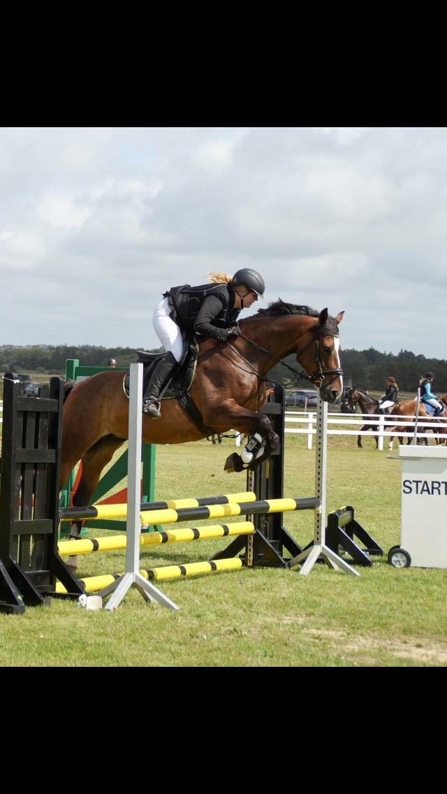 Dansk Varmblod Rozquikkie sonéca billede 13