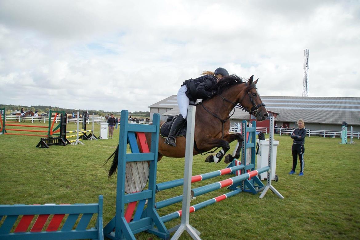 Dansk Varmblod Rozquikkie sonéca billede 3