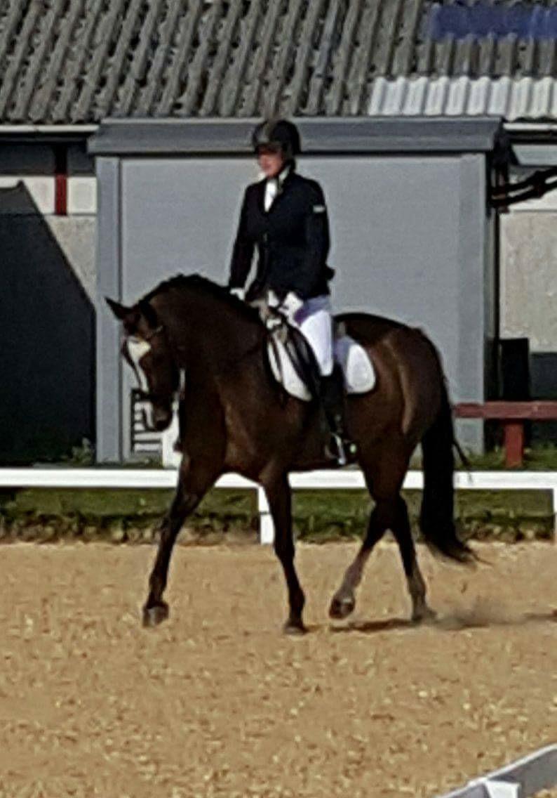 Dansk Varmblod Rozquikkie sonéca billede 4