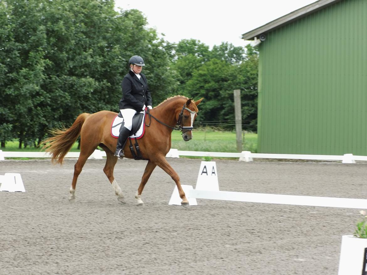 Palomino Brogaards shooting star - Da jeg vandt ld1 og red til 69,72% på Højmegård d. 26/6-2016 billede 2