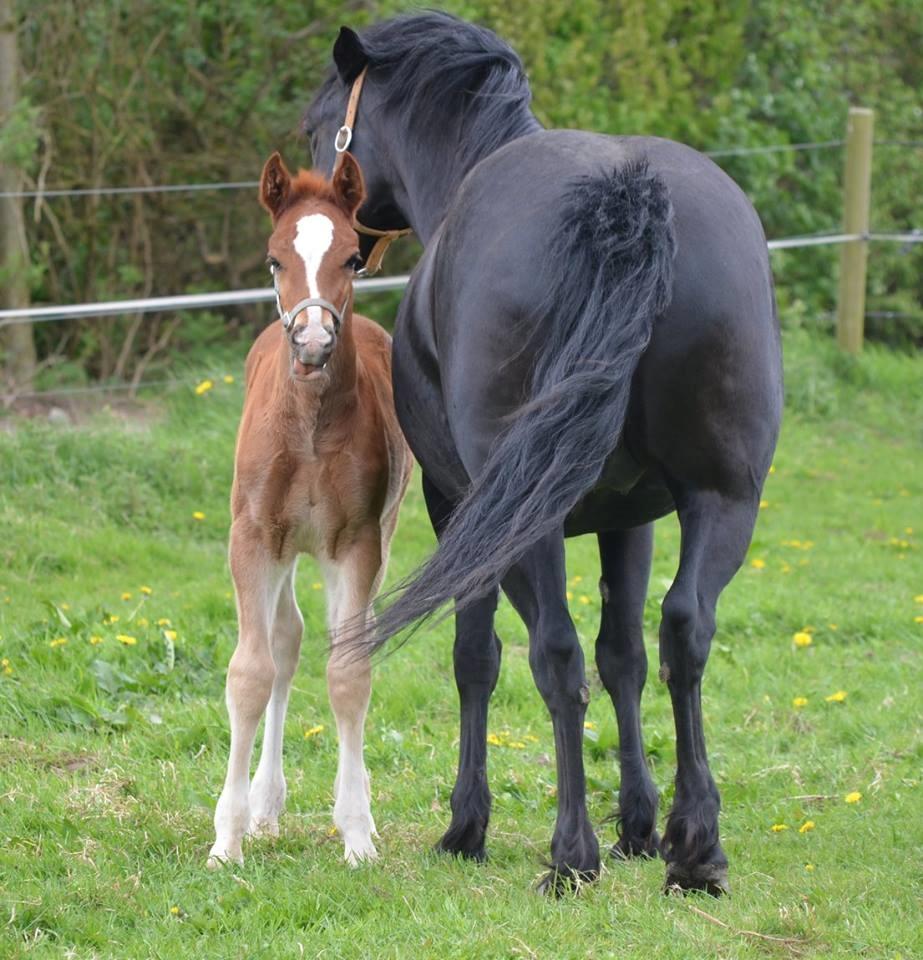 Welsh Cob (sec D) Møllegydens Brego billede 8