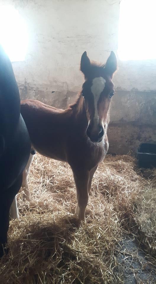 Welsh Cob (sec D) Møllegydens Brego billede 13