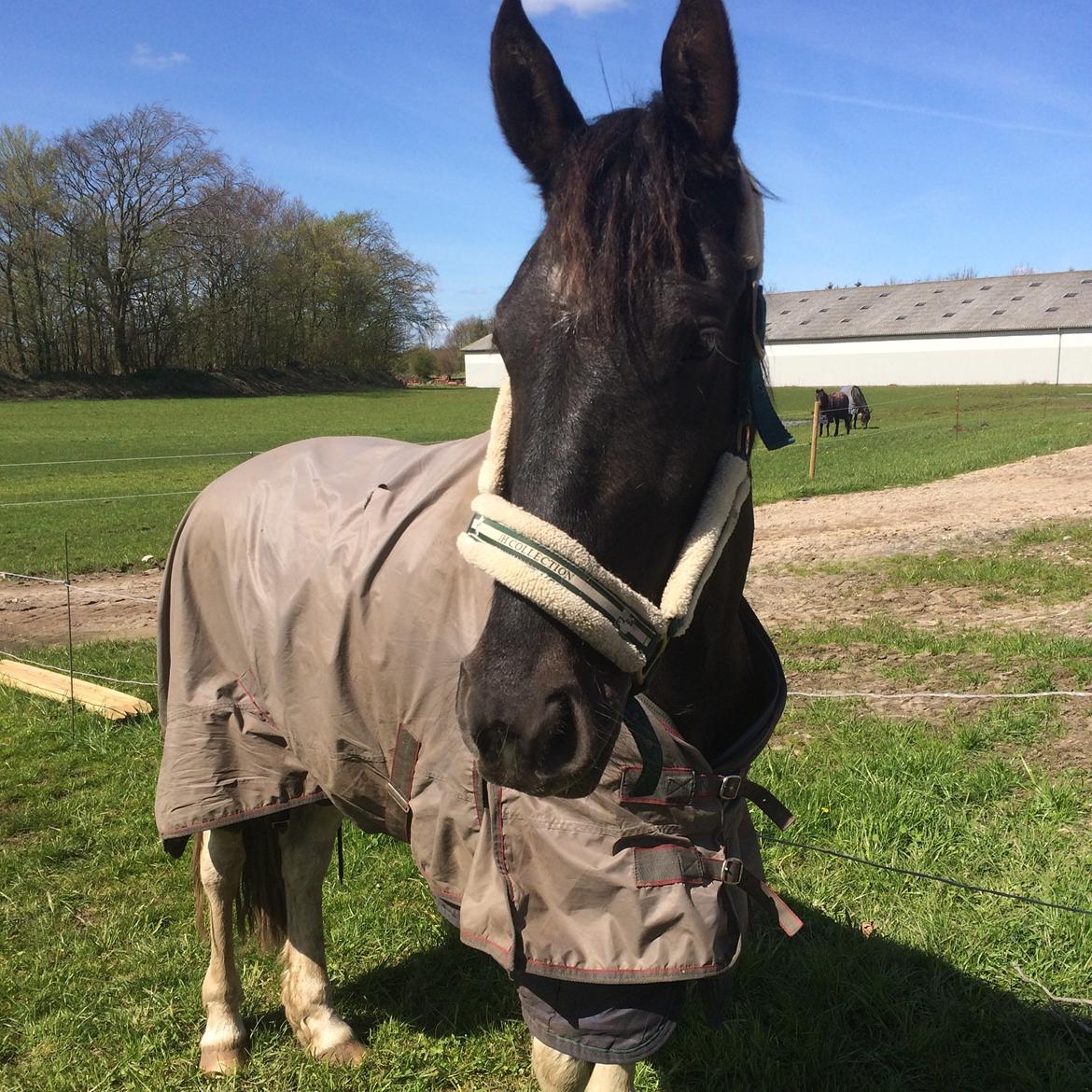 Barockpinto Rialto Bertram billede 8