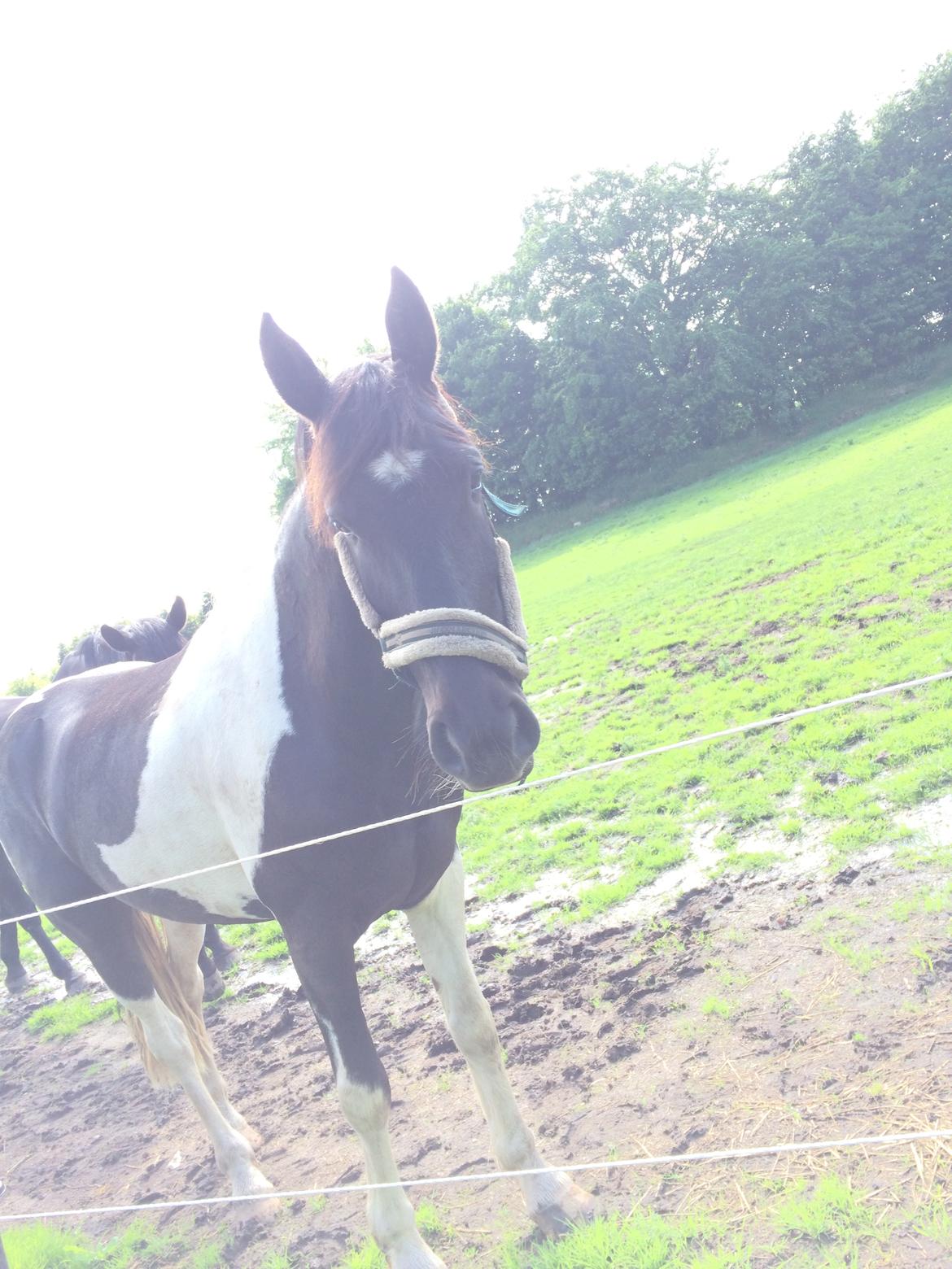 Barockpinto Rialto Bertram billede 7