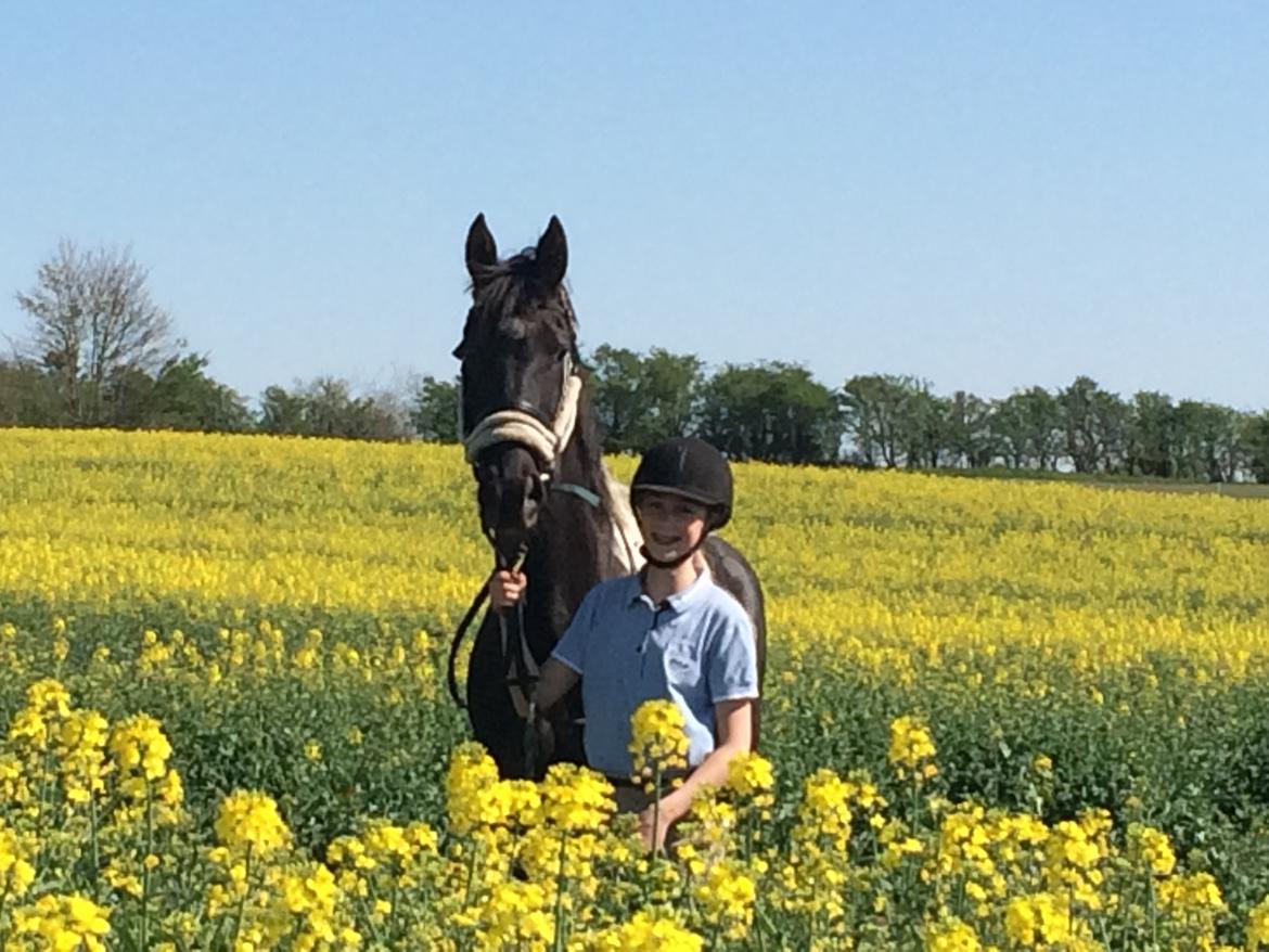 Barockpinto Rialto Bertram billede 2