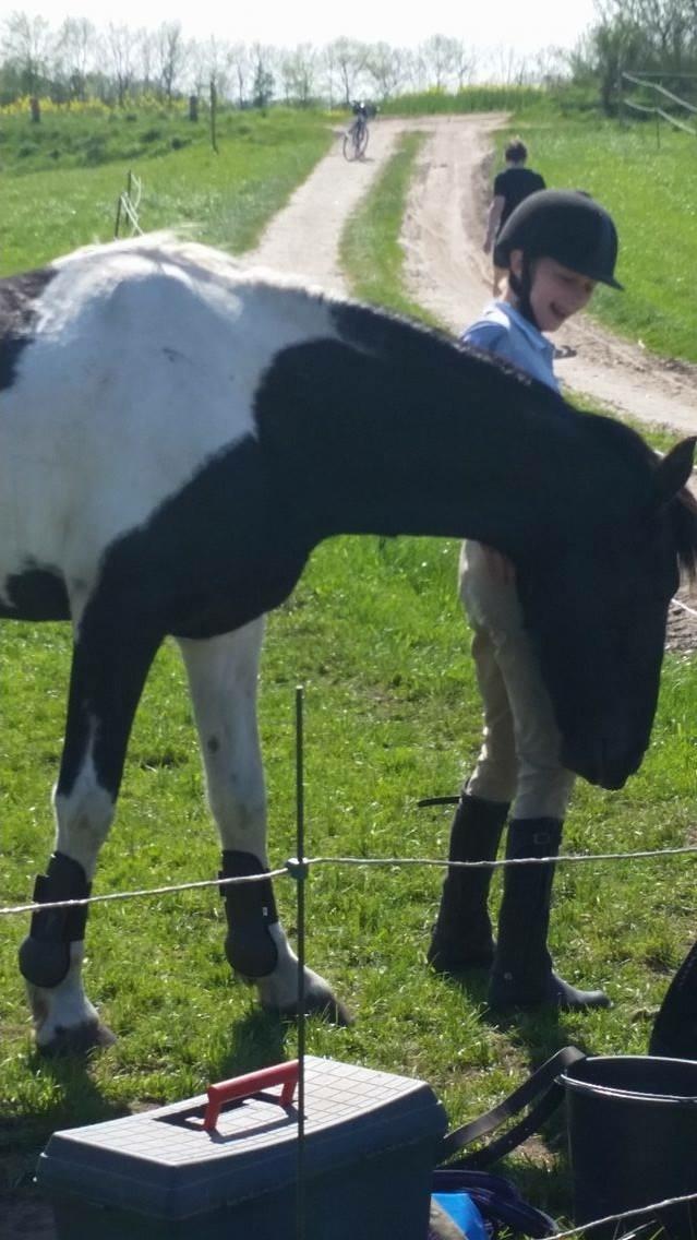 Barockpinto Rialto Bertram billede 12