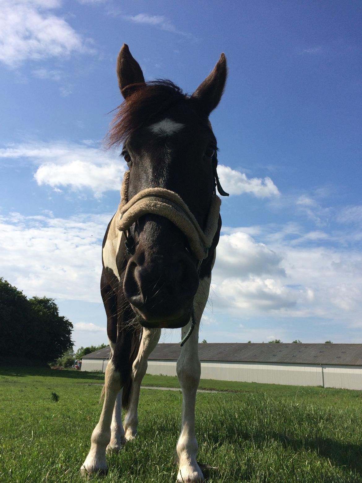 Barockpinto Rialto Bertram billede 5