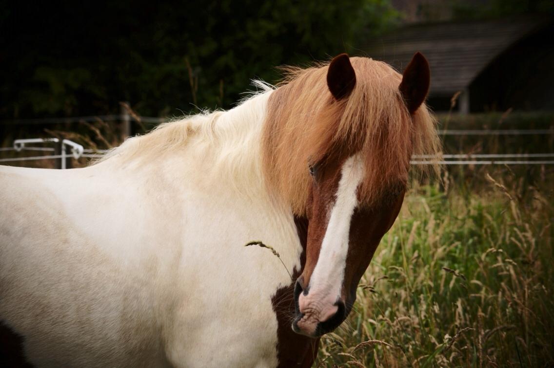 Anden særlig race Mikki billede 8