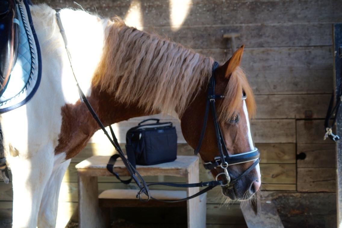 Anden særlig race Mikki billede 15