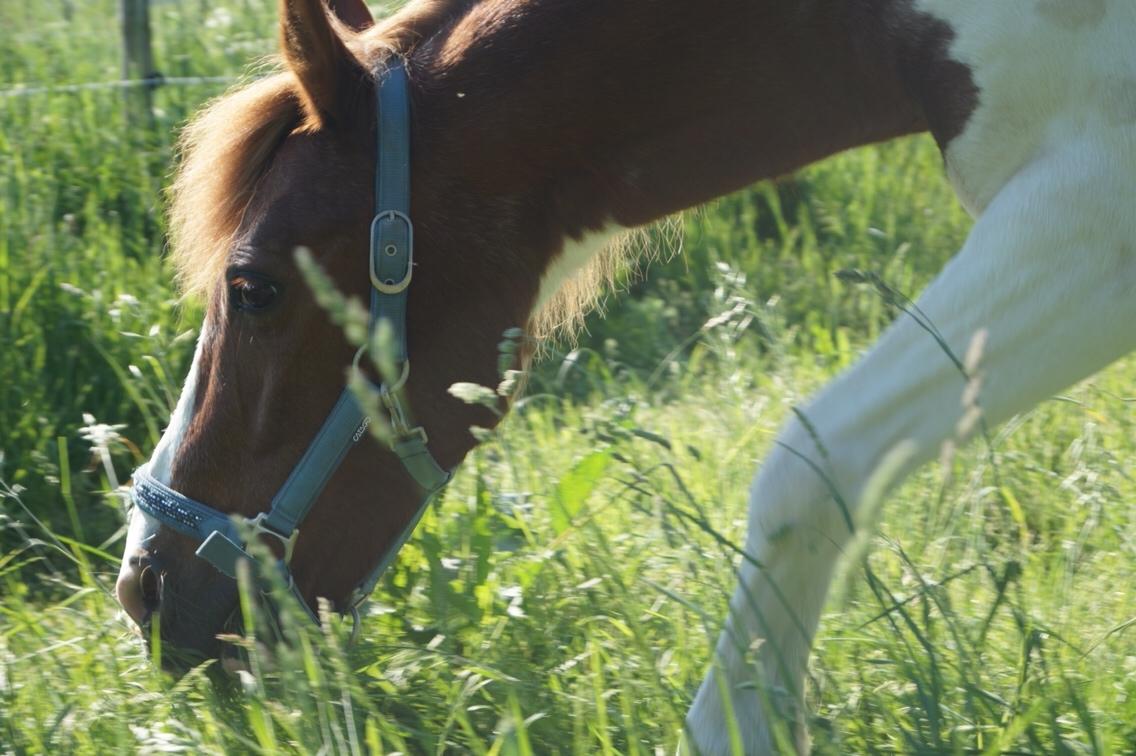 Anden særlig race Mikki billede 14