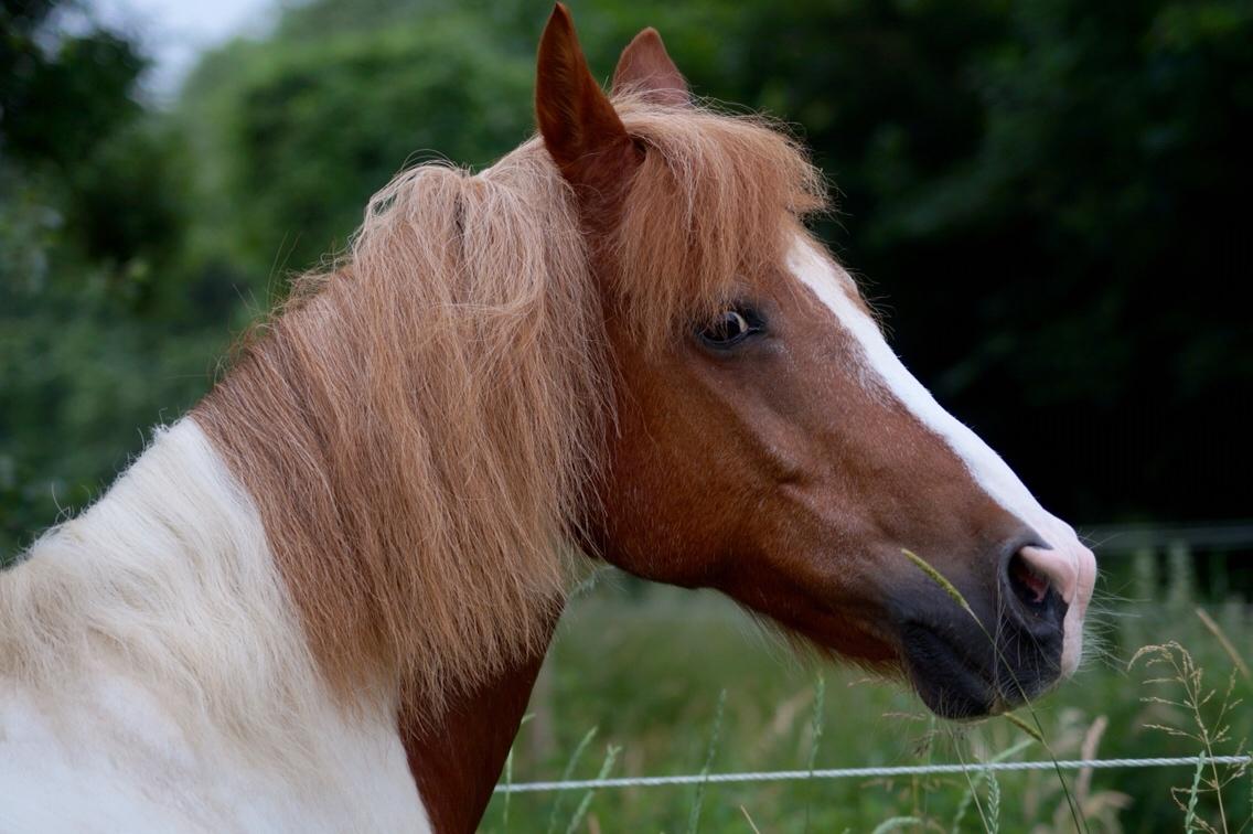 Anden særlig race Mikki billede 18