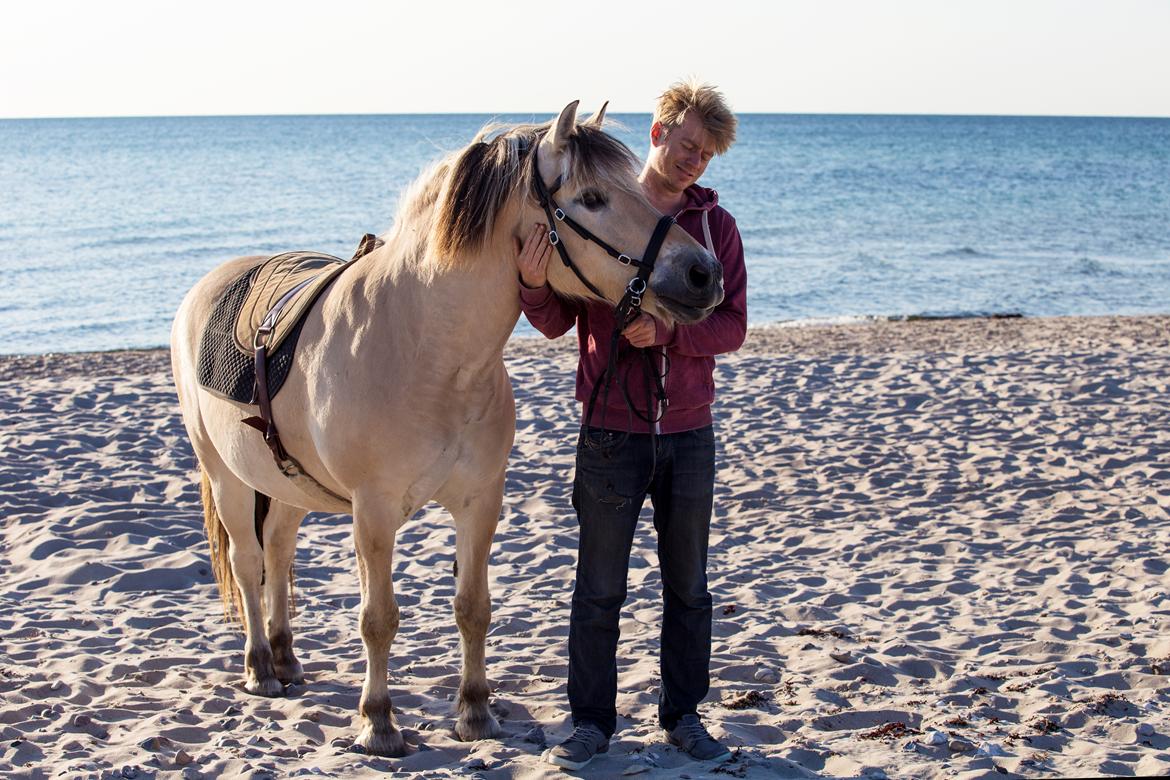 Fjordhest Fjord - Bamse på stranden - helt alene! Dygtige fyr :) billede 3