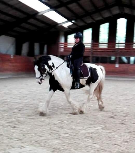 Irish Cob Fay Næbbets free hope "Himlens smukkeste Hest"  billede 9