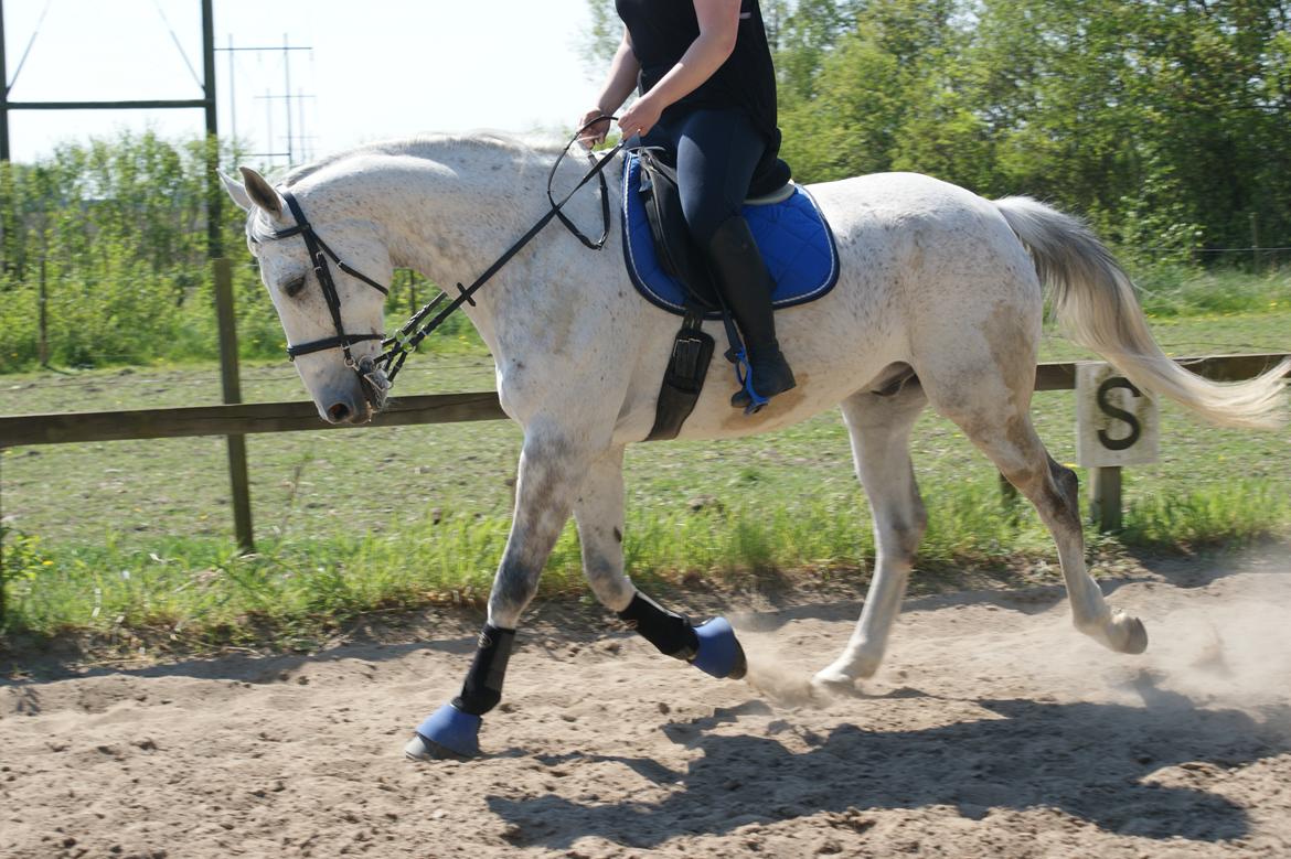 Polsk Varmblod Irys billede 1