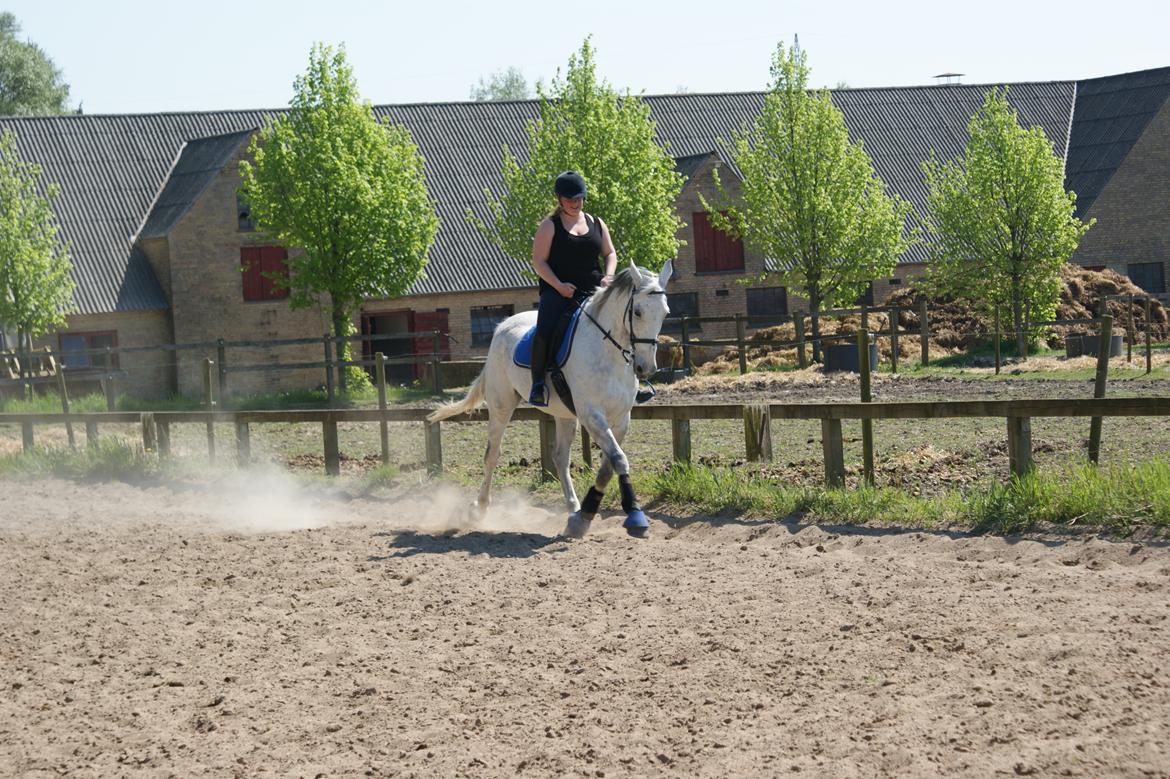 Polsk Varmblod Irys billede 2