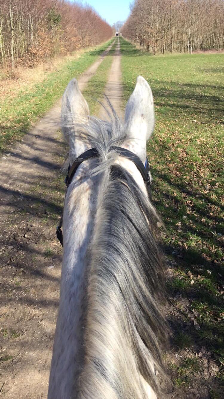 Polsk Varmblod Irys billede 3