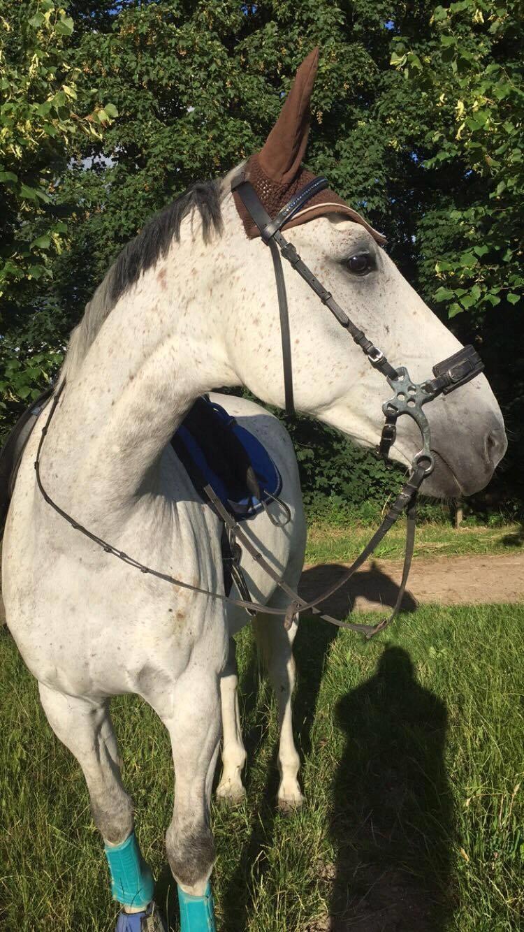 Polsk Varmblod Irys billede 4