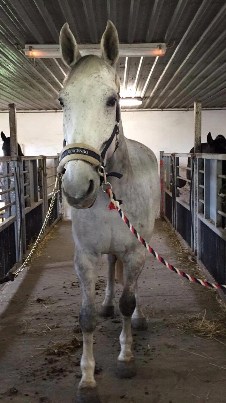 Polsk Varmblod Irys billede 5