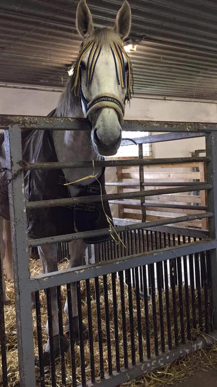 Polsk Varmblod Irys billede 6