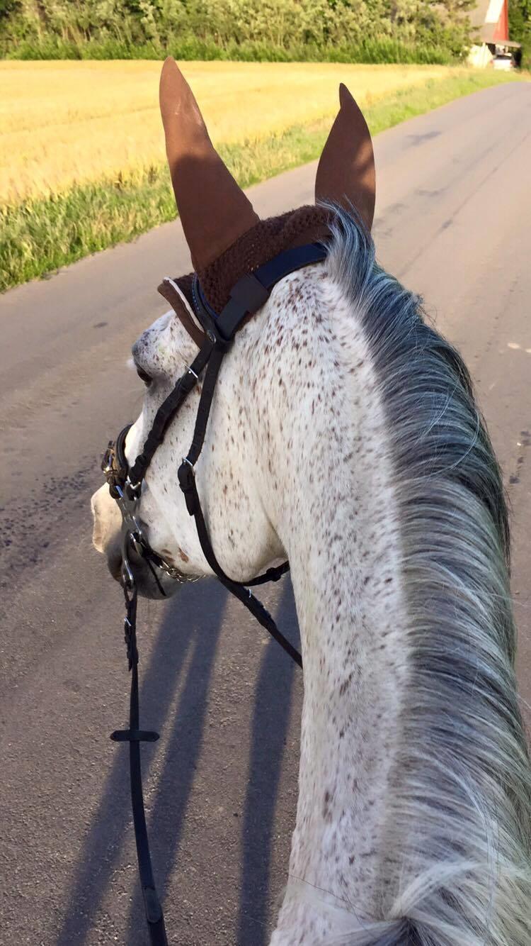 Polsk Varmblod Irys billede 7