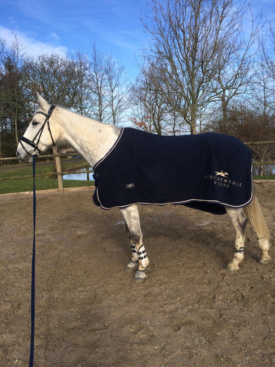 Polsk Varmblod Irys billede 8