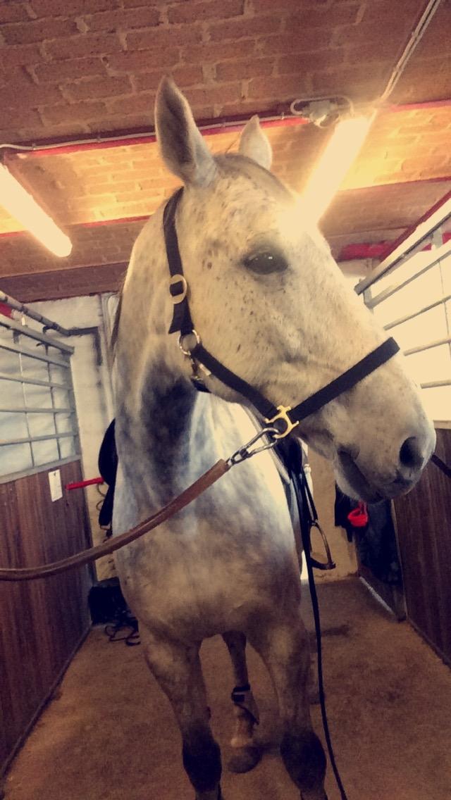 Polsk Varmblod Irys billede 9