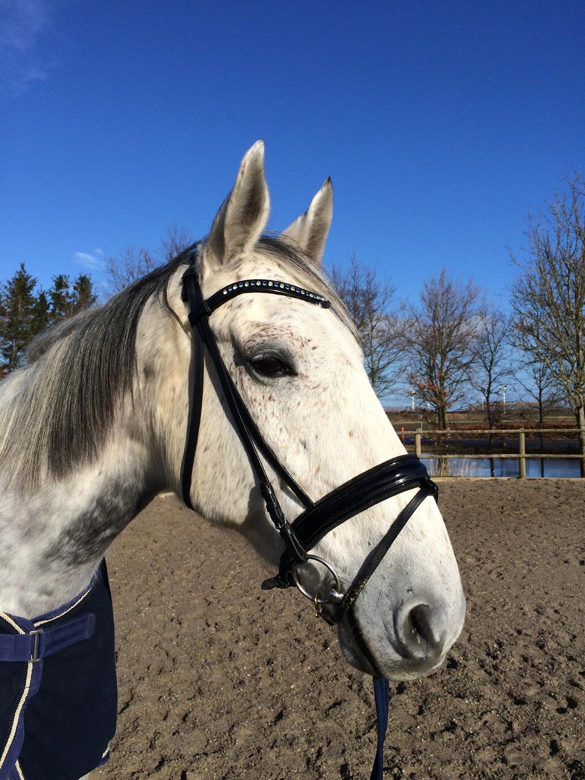 Polsk Varmblod Irys billede 10