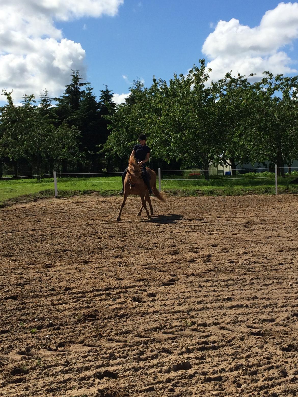 Anden særlig race Baunhøjgaardens lukas!  billede 34