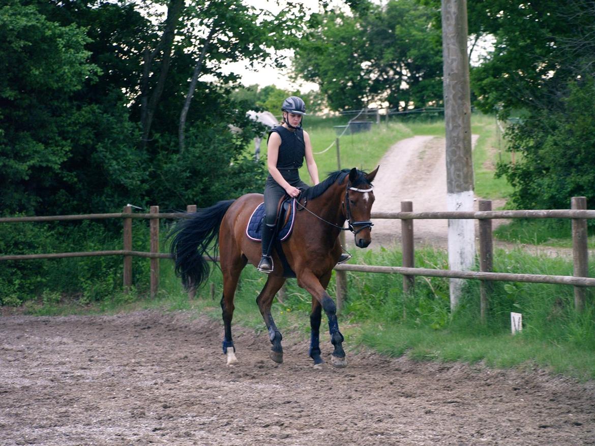 Dansk Varmblod Rosenlunds Benz  billede 16