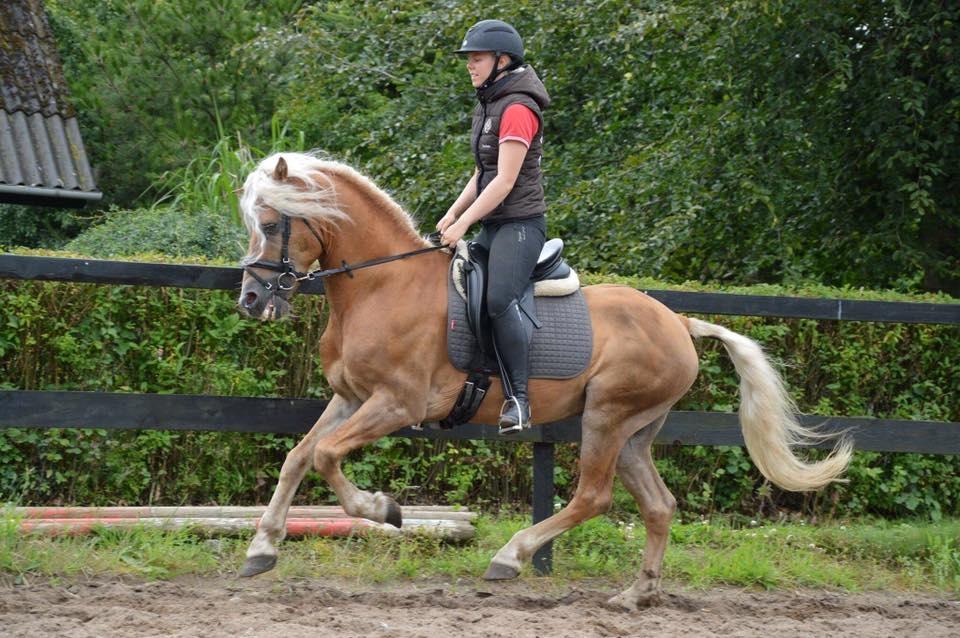 Haflinger Windos-G billede 4