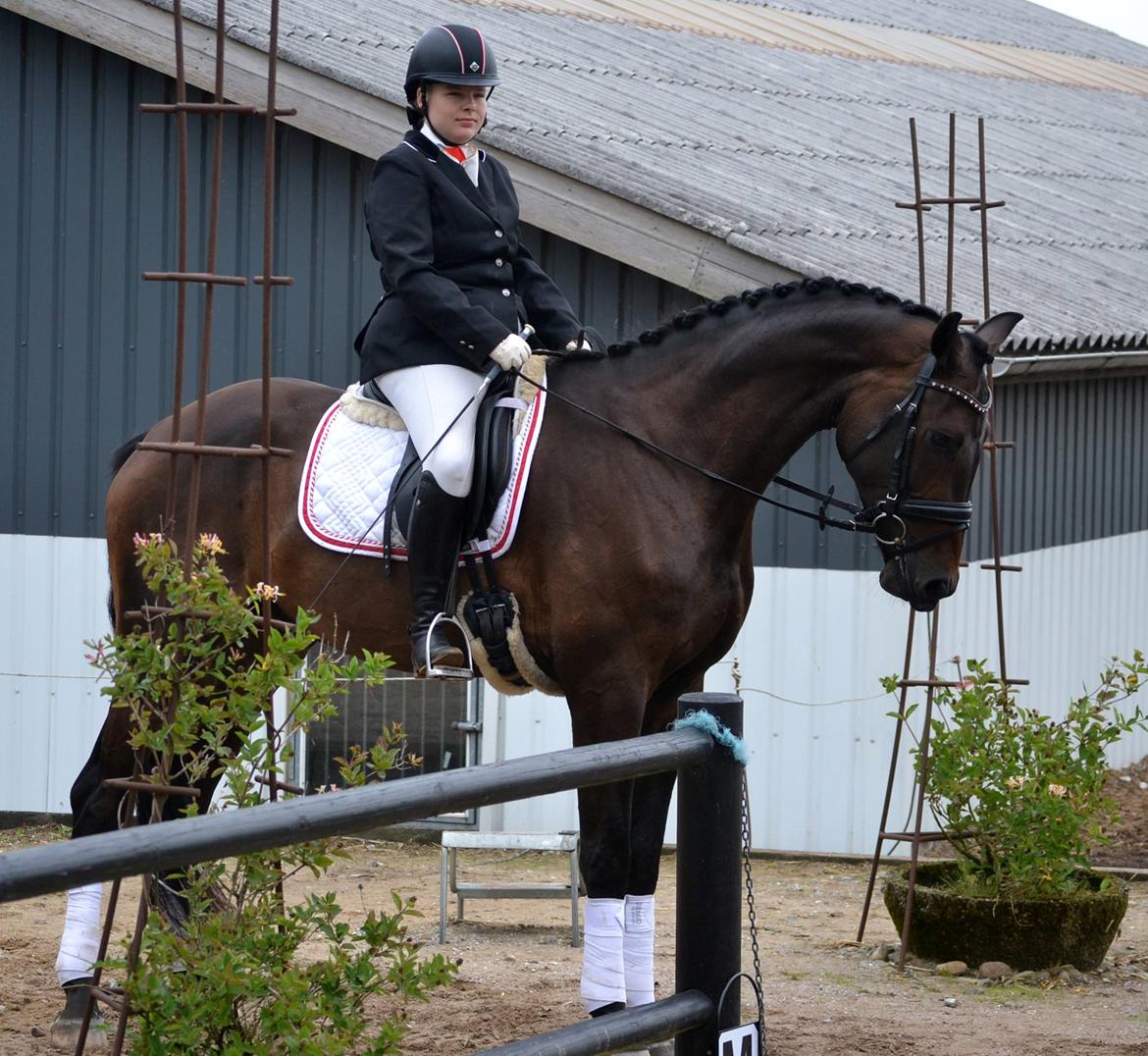 Dansk Varmblod Sieg zack billede 21