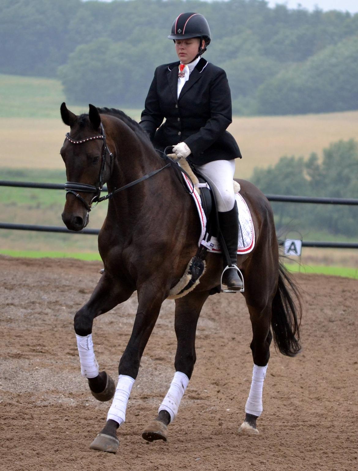 Dansk Varmblod Sieg zack billede 12