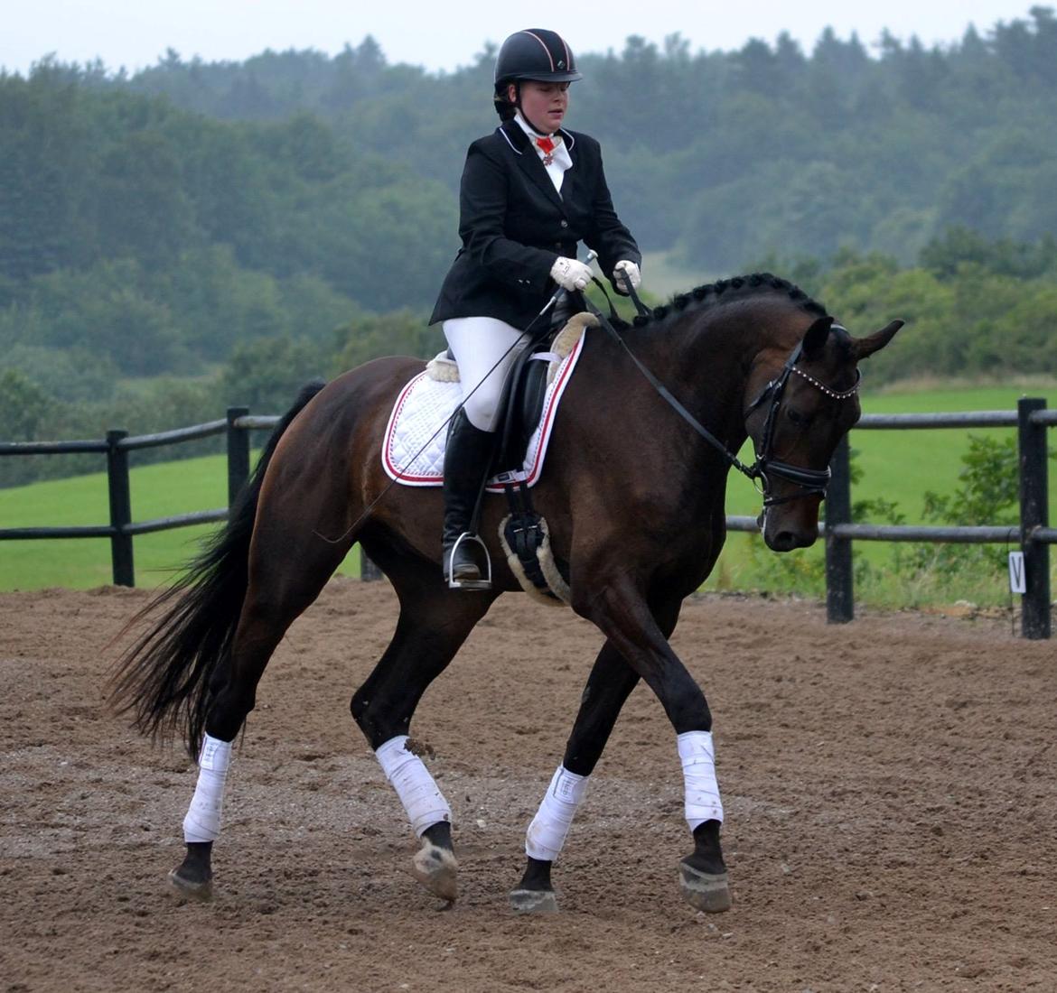 Dansk Varmblod Sieg zack billede 28