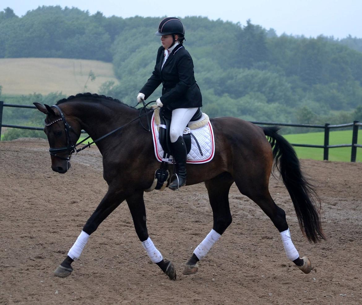 Dansk Varmblod Sieg zack billede 23