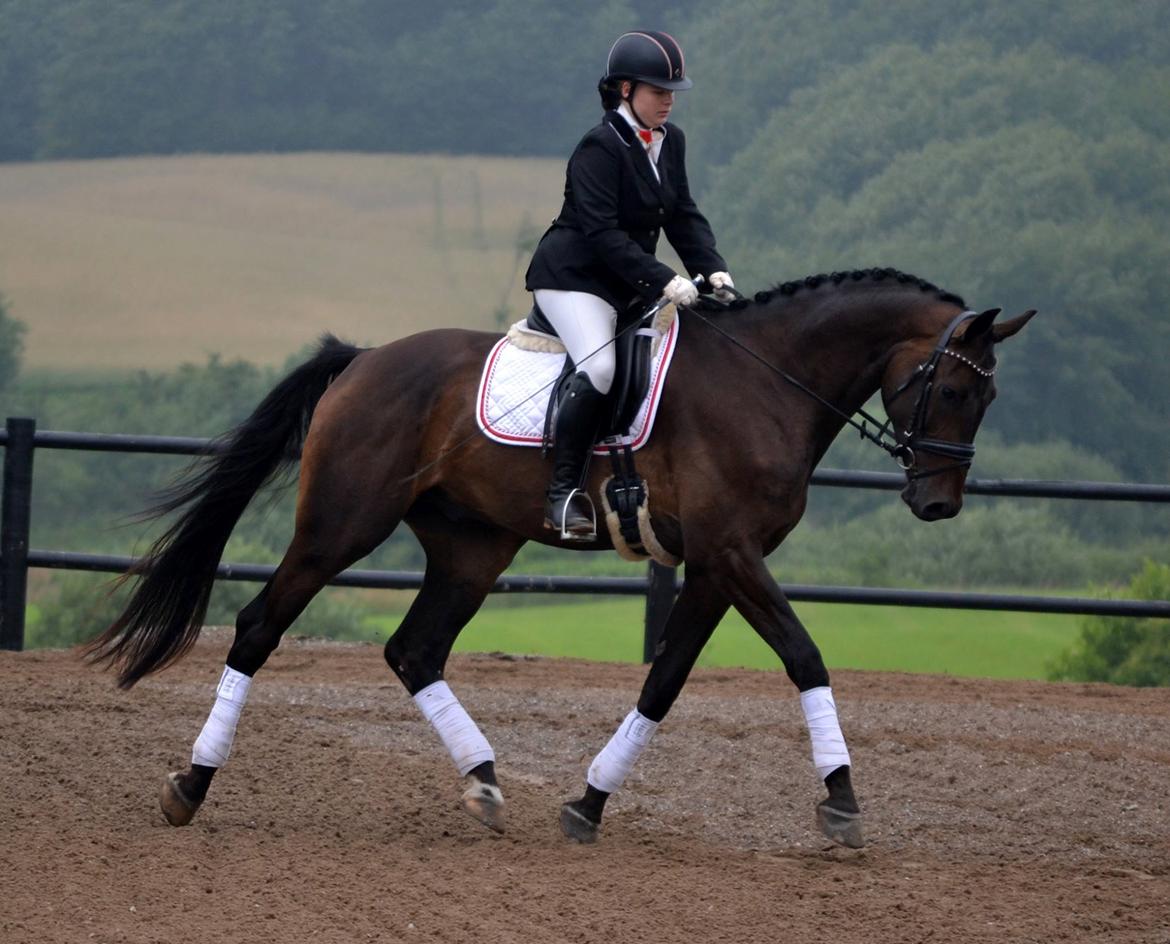 Dansk Varmblod Sieg zack billede 29