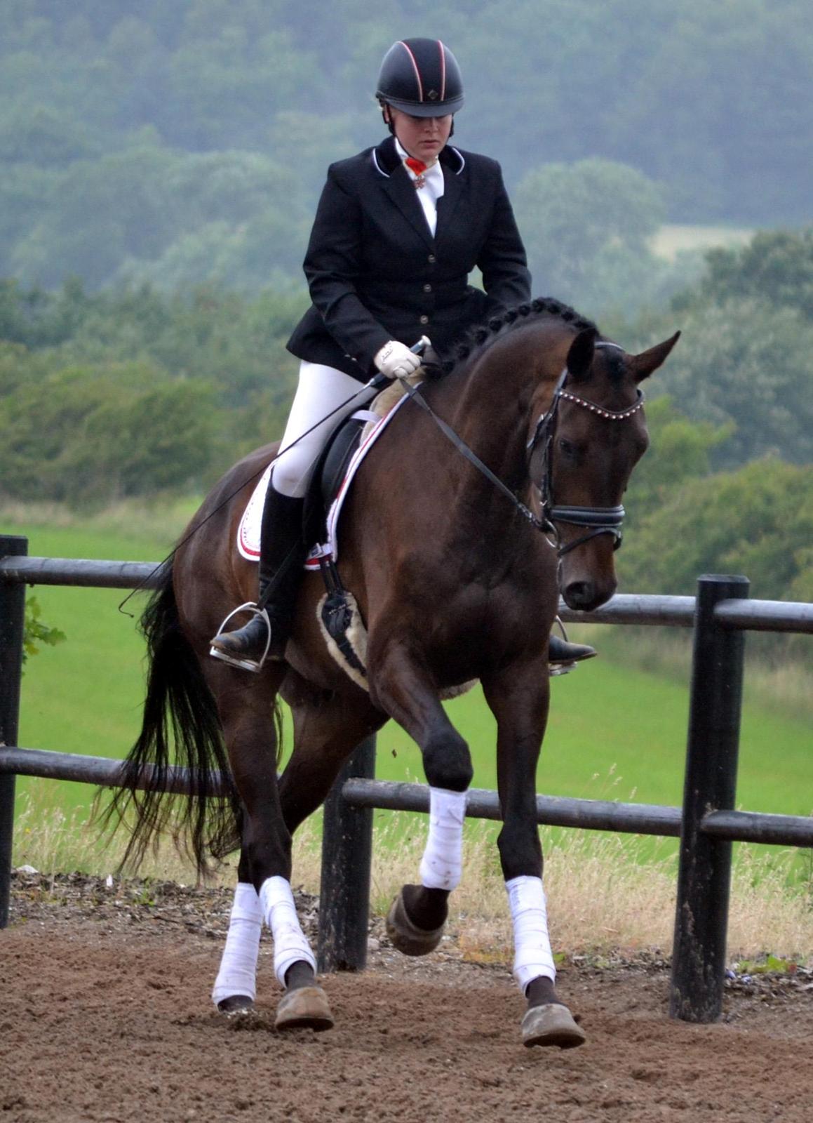 Dansk Varmblod Sieg zack billede 17