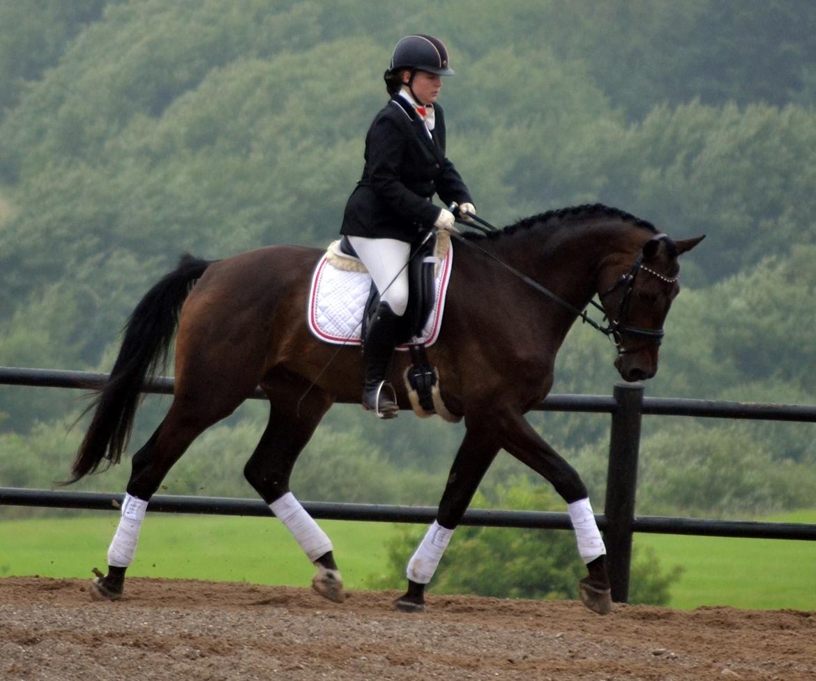 Dansk Varmblod Sieg zack billede 24