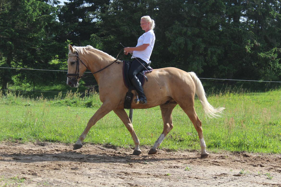 Palomino Amberloid billede 12