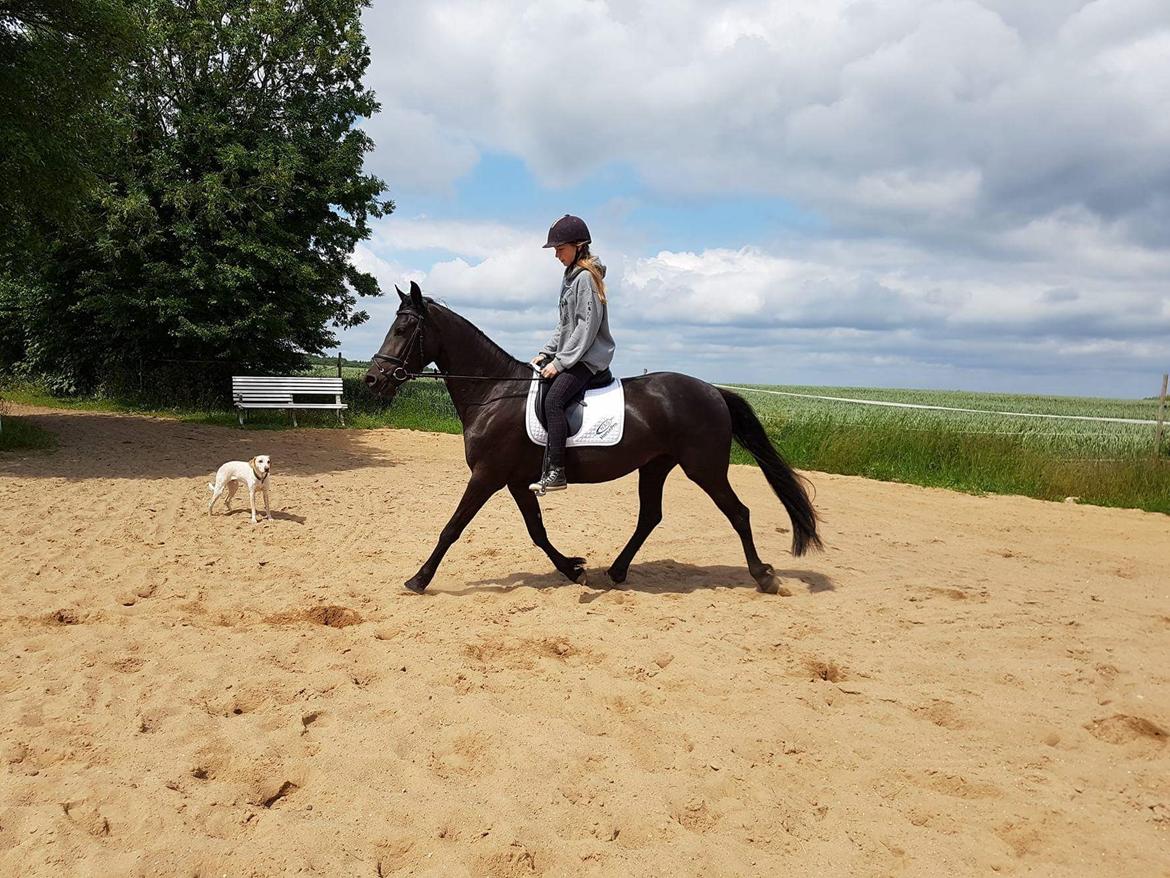 Anden særlig race Farida Arieke  billede 17