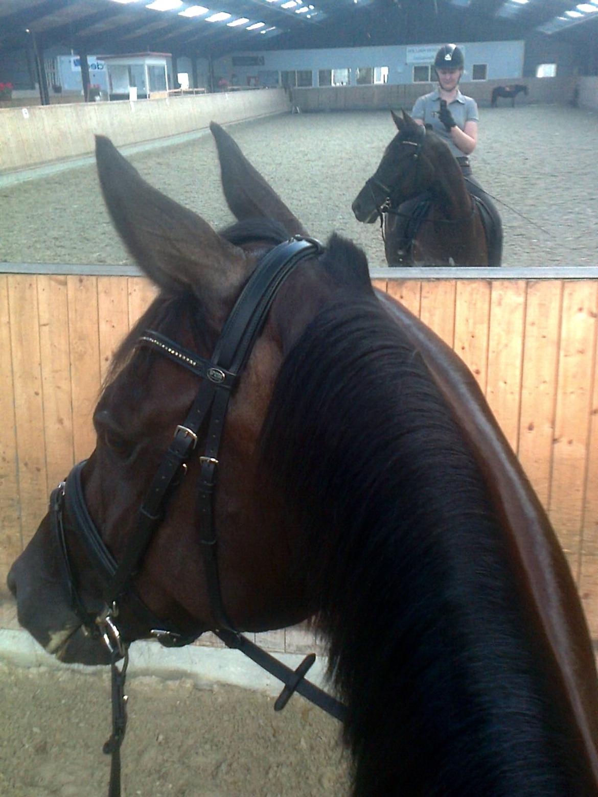 Dansk Varmblod Stenkærgårds Attention (B-hest) billede 7