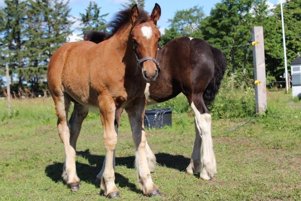Anden særlig race Ann'drogles Varmløse billede 8