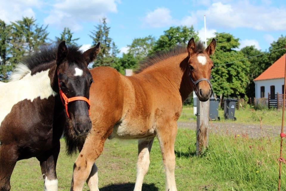 Anden særlig race Ann'drogles Varmløse billede 9