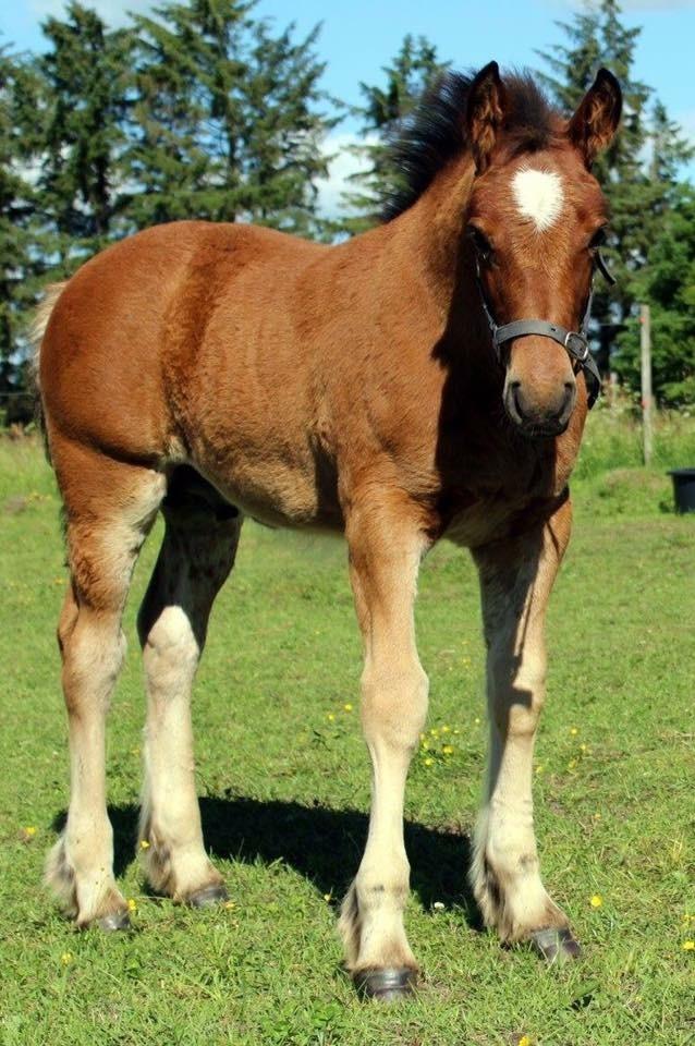 Anden særlig race Ann'drogles Varmløse billede 10
