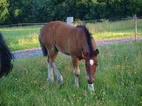 Anden særlig race Ann'drogles Varmløse billede 11