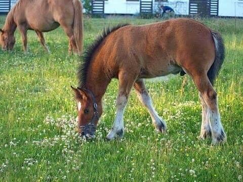 Anden særlig race Ann'drogles Varmløse billede 12