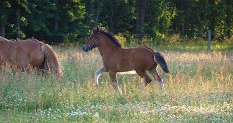 Anden særlig race Ann'drogles Varmløse billede 13