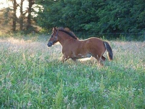 Anden særlig race Ann'drogles Varmløse billede 14