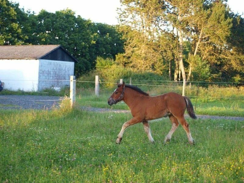 Anden særlig race Ann'drogles Varmløse billede 15
